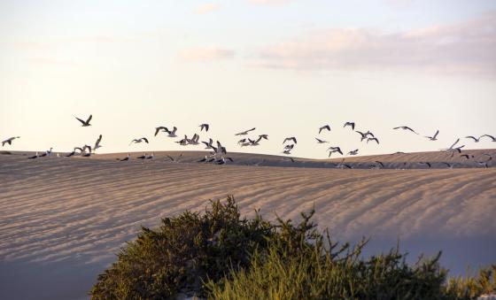 Dunas de Corralejo Fuerteventura