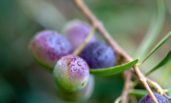 oliven gren