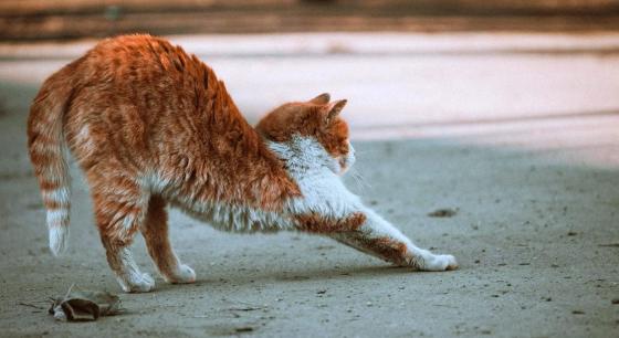 Katt som strekker seg på morgenen.