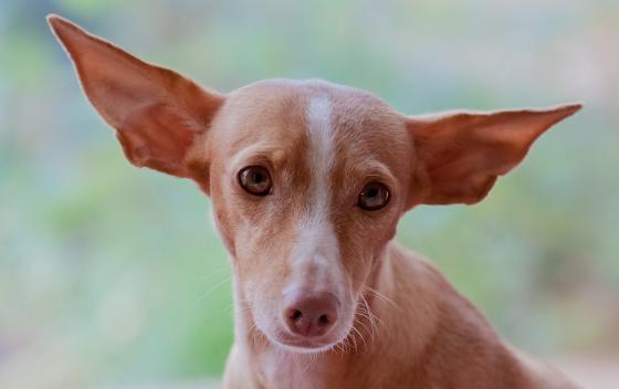 Podenco Canario