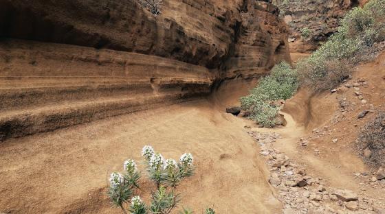 Barranco de Barafonso Las Vacas