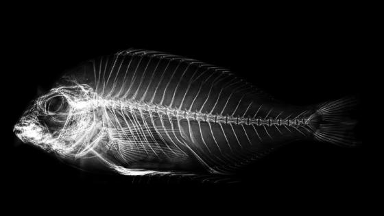 røntgenbilde_ fisk