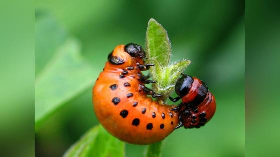 Larve av Koloradobille (Leptinotarsa decemlineata)