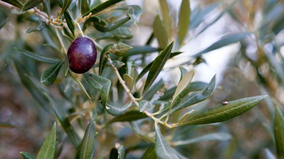 Olivenkvist på oliventre.