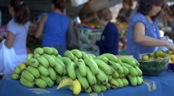Kanariske bananer finner du på flere marked.