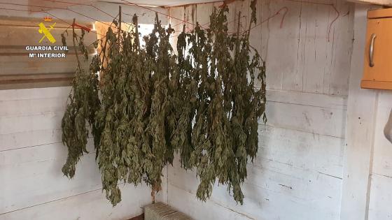 Marijuana henger i tørkerom.