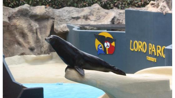 Sjøløve i Loro Parque på Tenerife