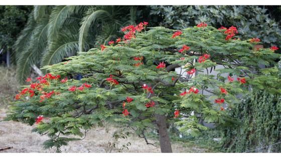 Flamboyant ( Delonix regia)