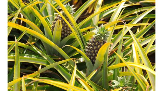 Ananasplanter