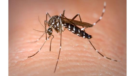 Aedes albopictus  Asiatisk tigermygg