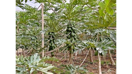 Carica papaya