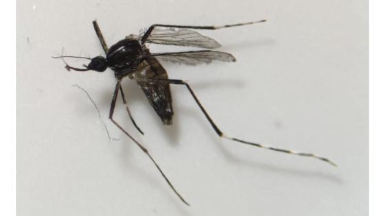 Mygg Aedes-Albopictus