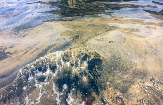 mikroalger vann strand