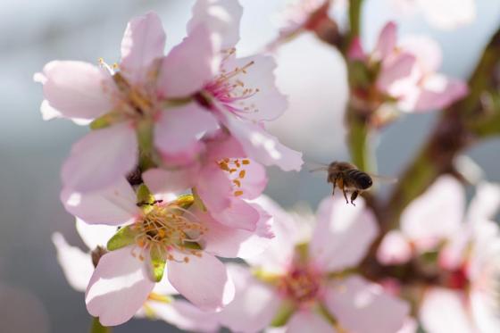 Blomstrende mandeltrær er et sikkert vårtegn på Kanariøyene.