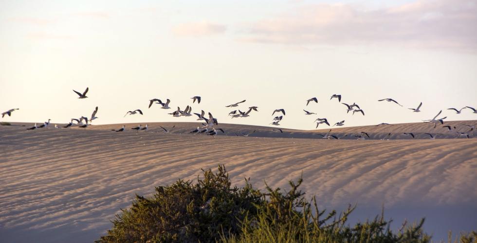 Dunas de Corralejo Fuerteventura