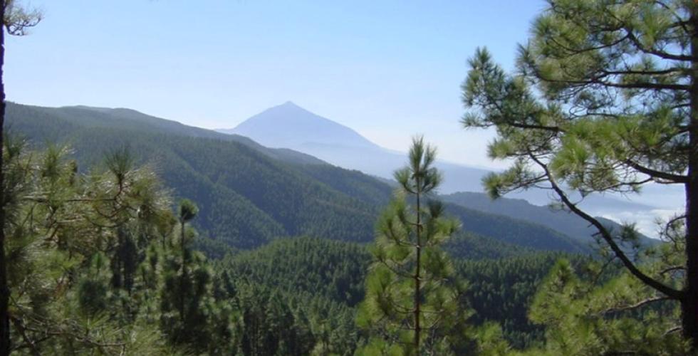 Naturparken Corona Forestal på Tenerife.