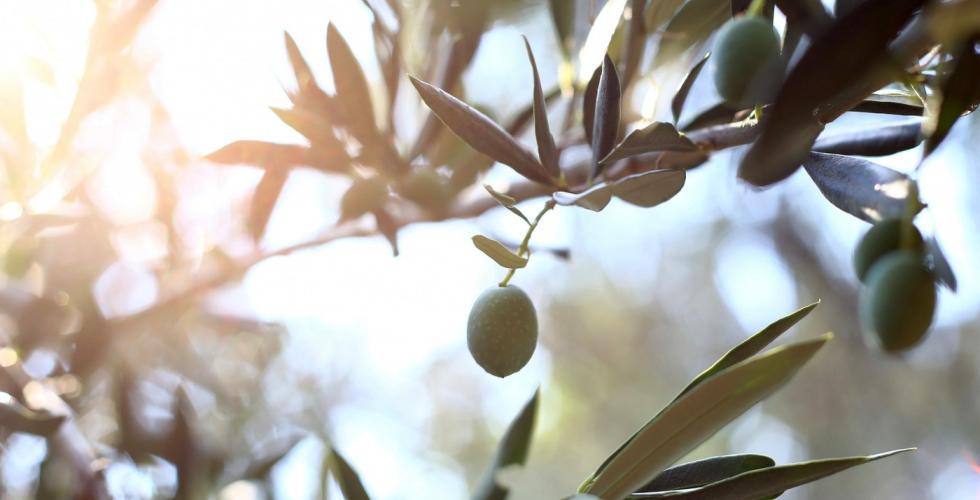 Oliven i motlys