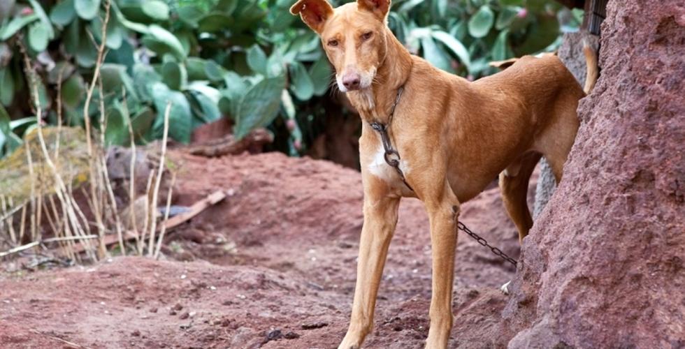 Kanariøyene_Dyrevern_Hund_Podenco_Kanarisk Jakthund