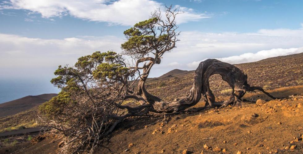 Parque Rural de Frontera_ElHierro