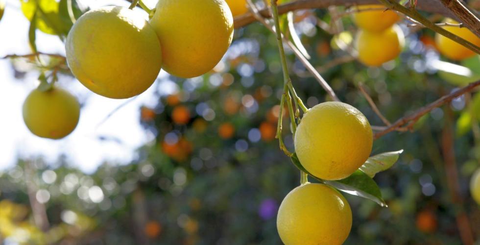 Økologiske appelsiner på Gran Canaria.