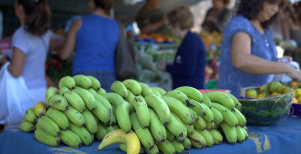 Kanariske bananer finner du på flere marked.