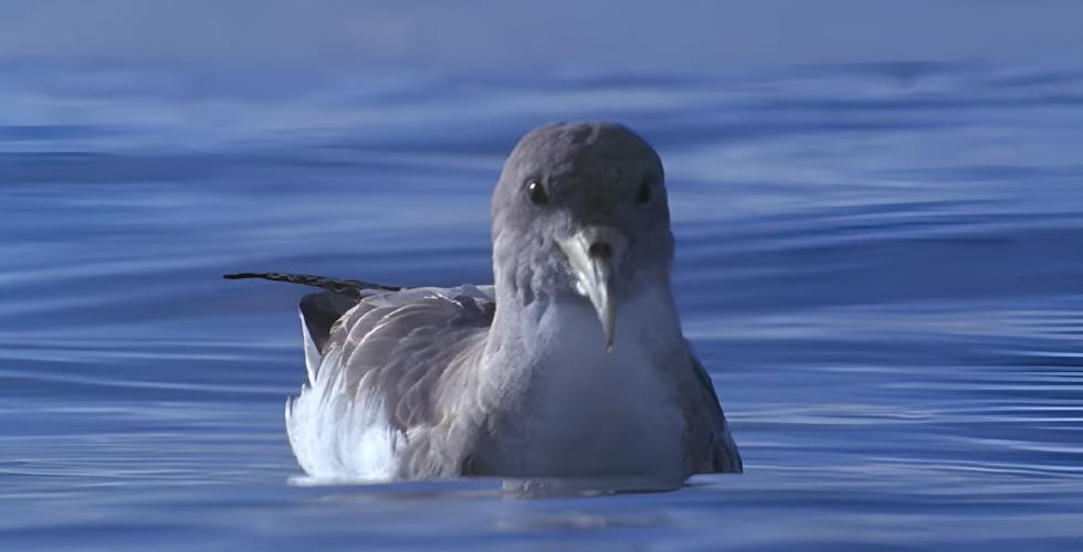 Gulnebblire,Calonectris diomedea, Pardela cenicienta atlántica