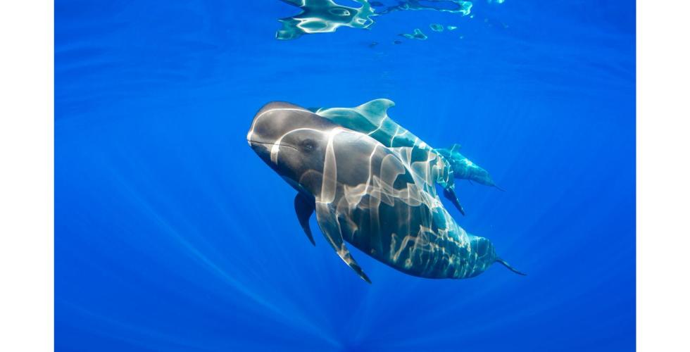 Kanariøyene har Europas rikeste mangfold av hvaler og delfiner.