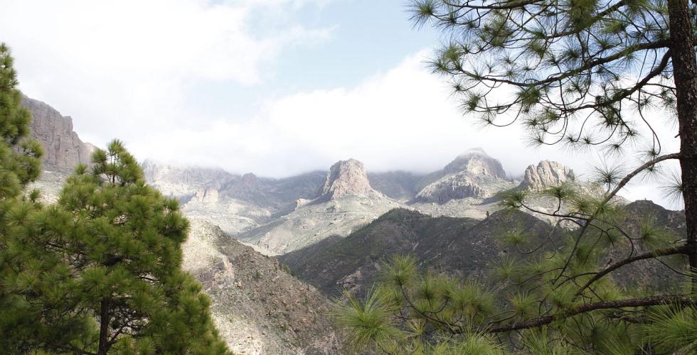 Tregrensen på Gran Canaria starter på 900 moh.