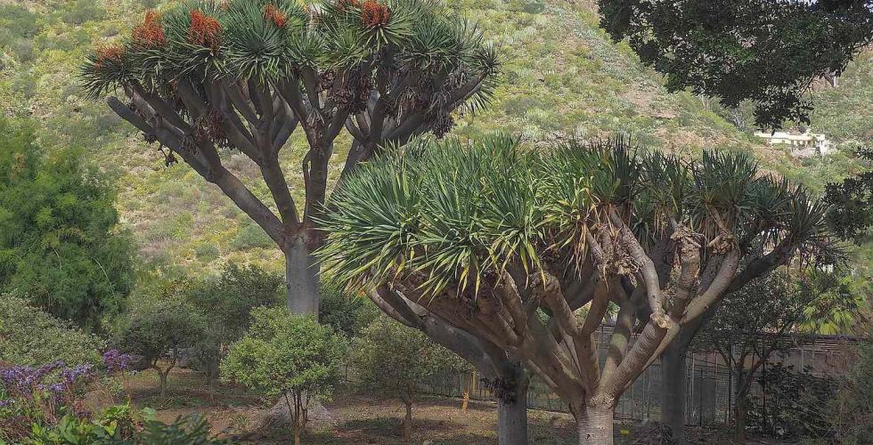 Dracaena tamaranae dragetre