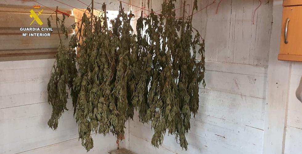 Marijuana henger i tørkerom.