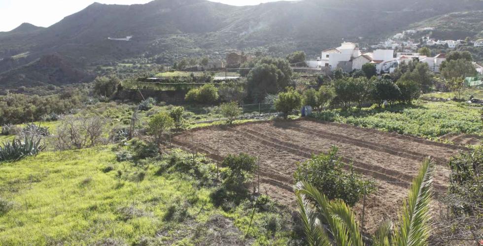 Nypløyd åker på Gran Canaria. 