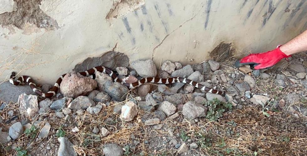 Kalifornisk kongesnok ved husvegg