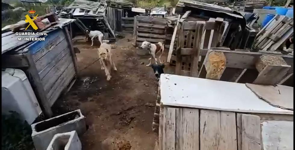 Hunder blant trepaller og lave skur.