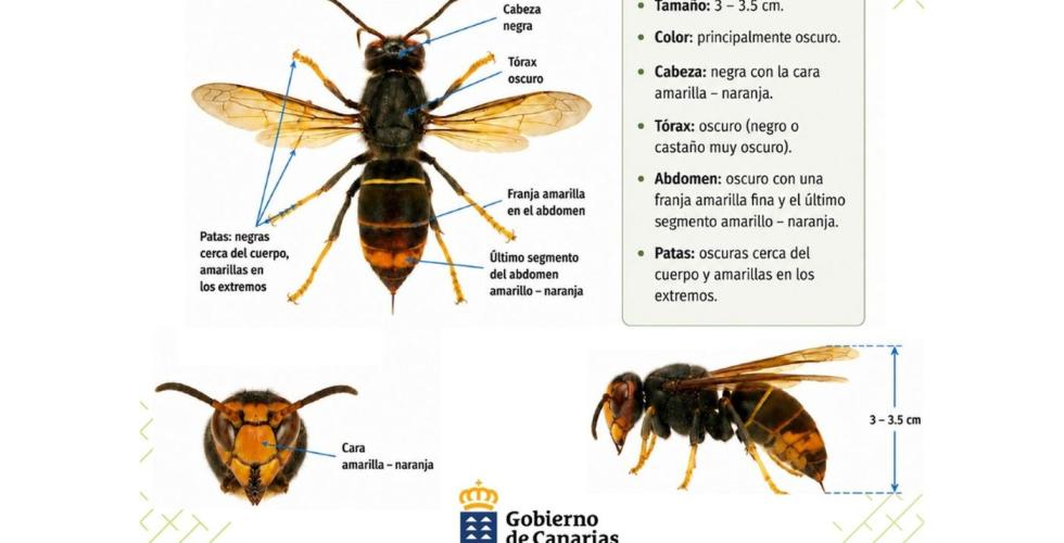  Vespa velutina ssp nigrithorax asiatisk geithams