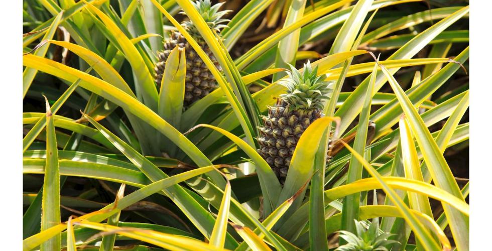 Ananasplanter