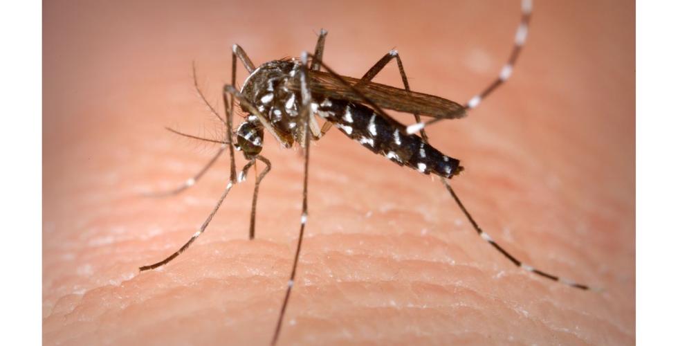 Aedes albopictus  Asiatisk tigermygg