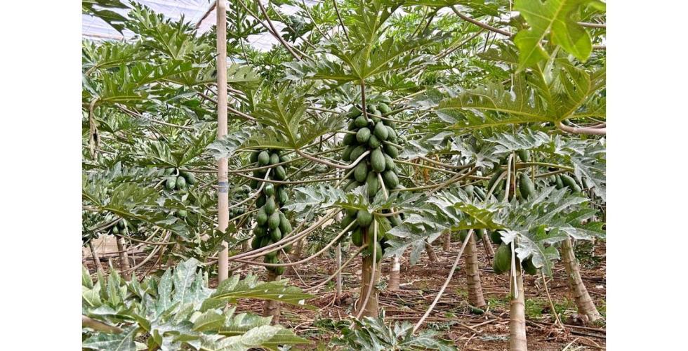 Carica papaya