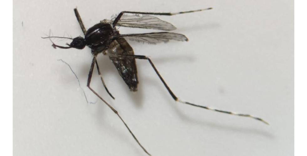 Mygg Aedes-Albopictus