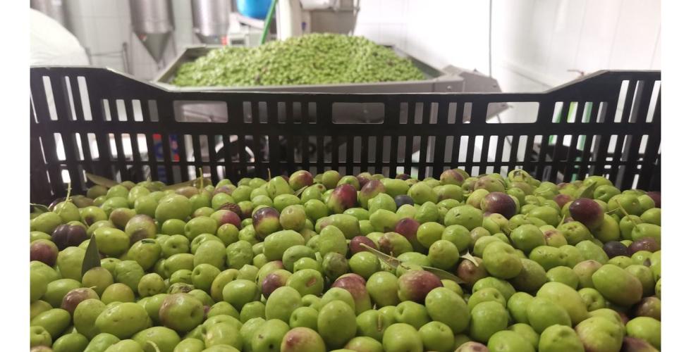 oliven i kasse før pressing