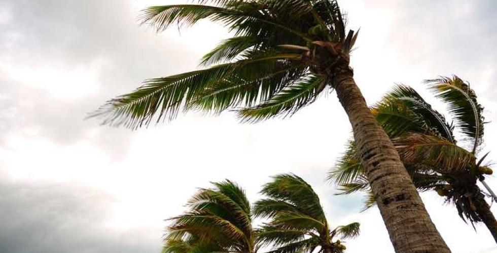 Palmer i sterk vind.