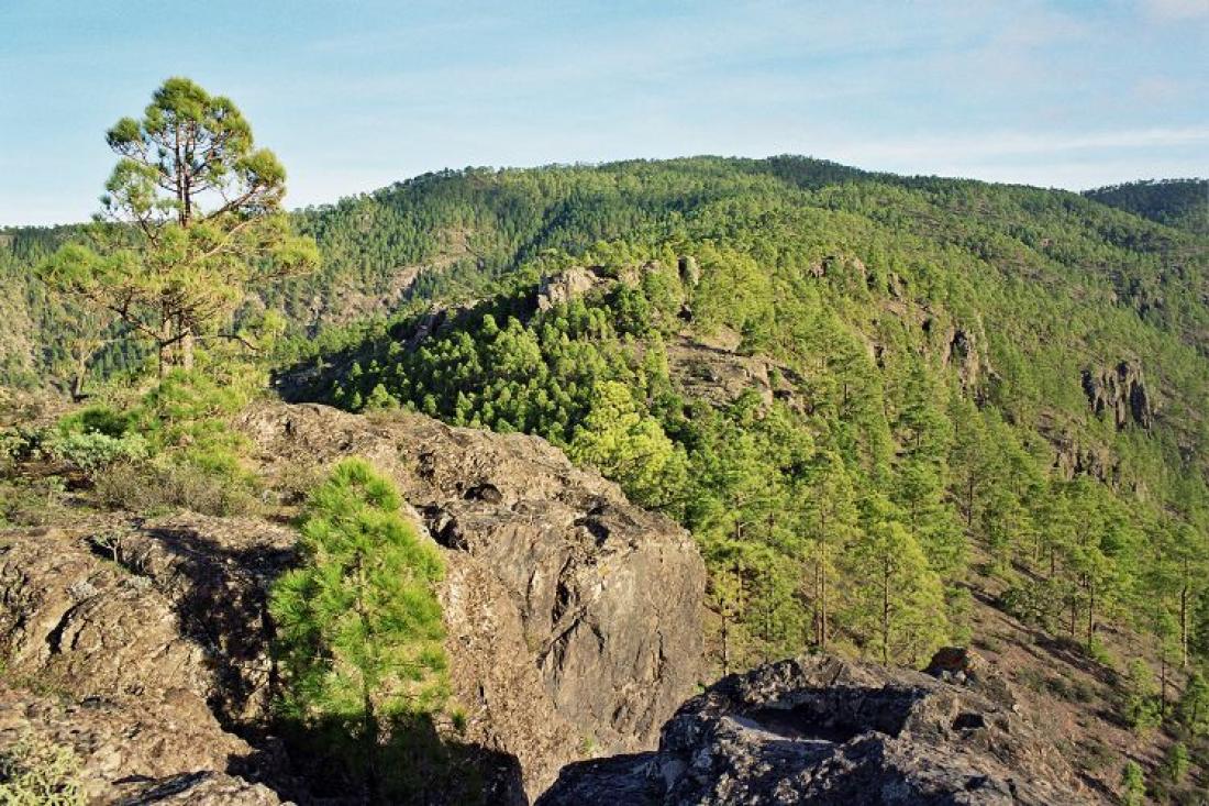 Tamadabada er et beskyttet naturområde med skog