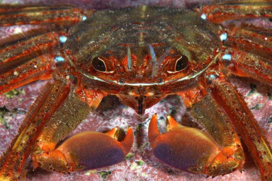 Sally Lightfoot-krabbe. Foto: Carlos Minguell