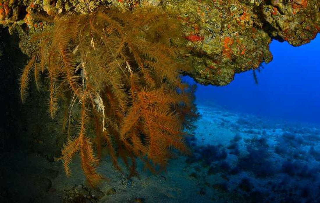 Svart korall. Foto: Carlos Minguell