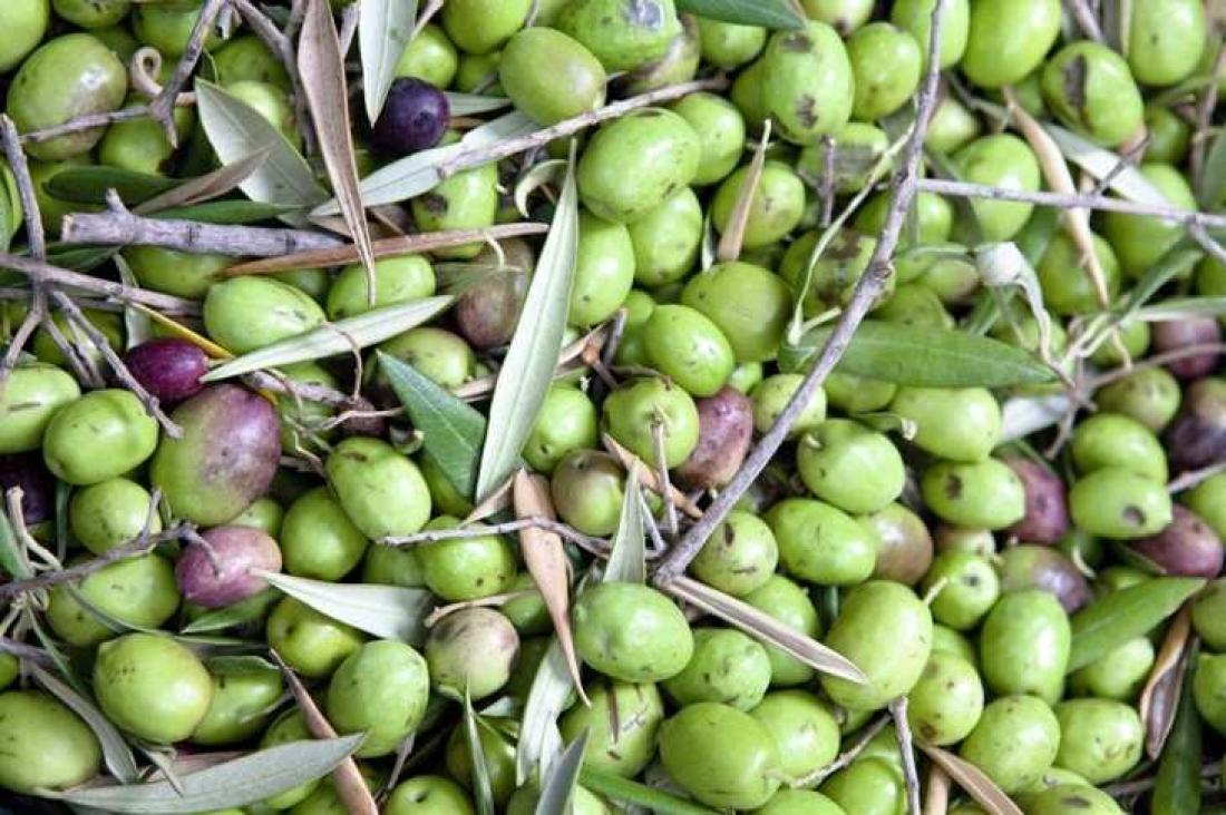 Olivenolje i Agüimes. Foto Hugo Ryvik