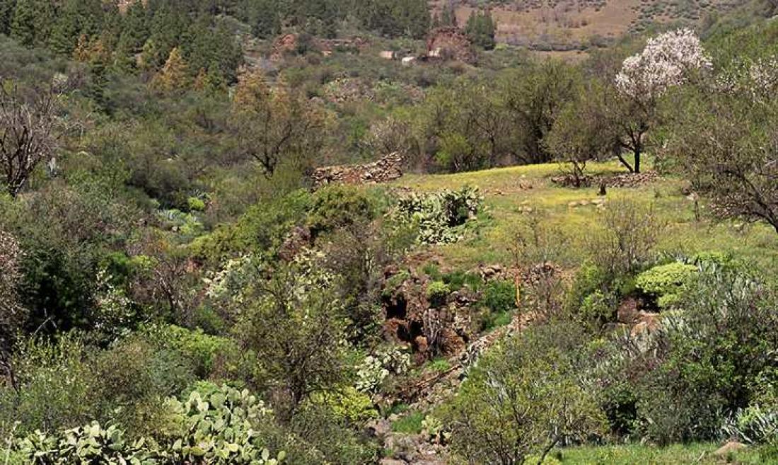 Nedenfor Los Bucioas, Guayadeque