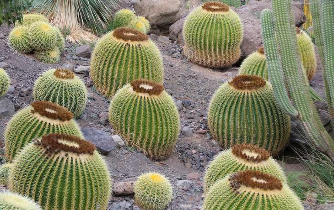 En kjøretur på randen av stupet: Cactualdea