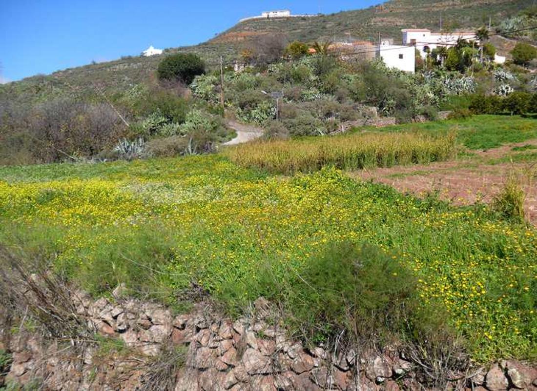 Blomsterprakt ved Fagajesto, Gran Canaria