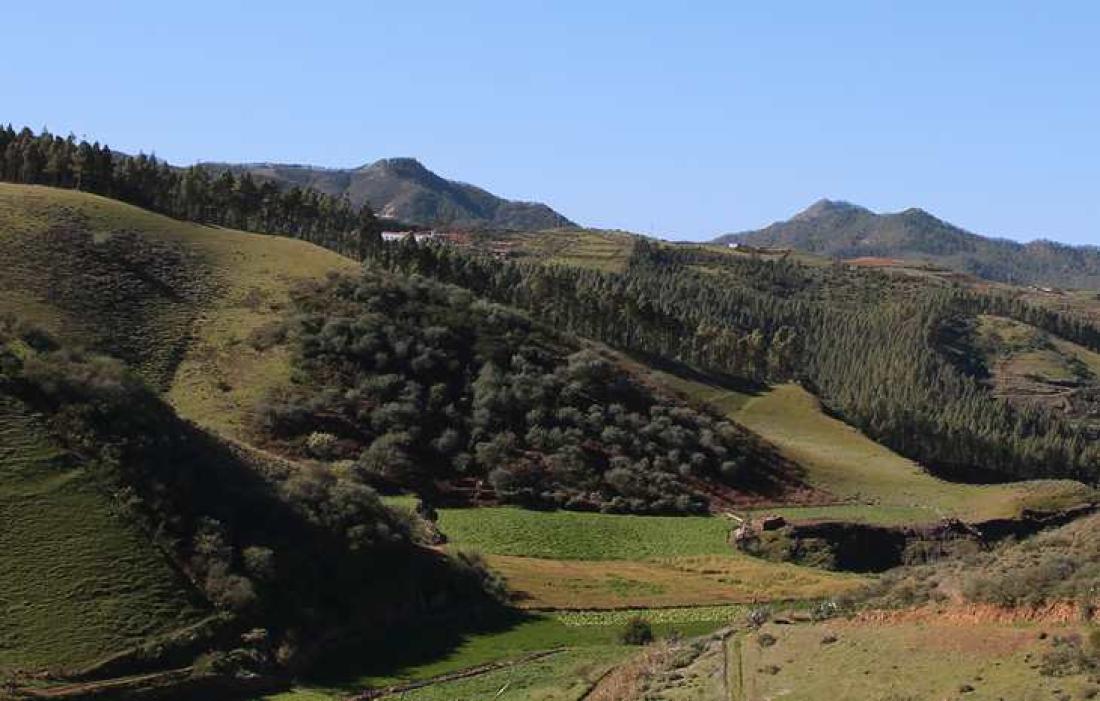 Skog og grønne åser, Gran Canaria nordvest