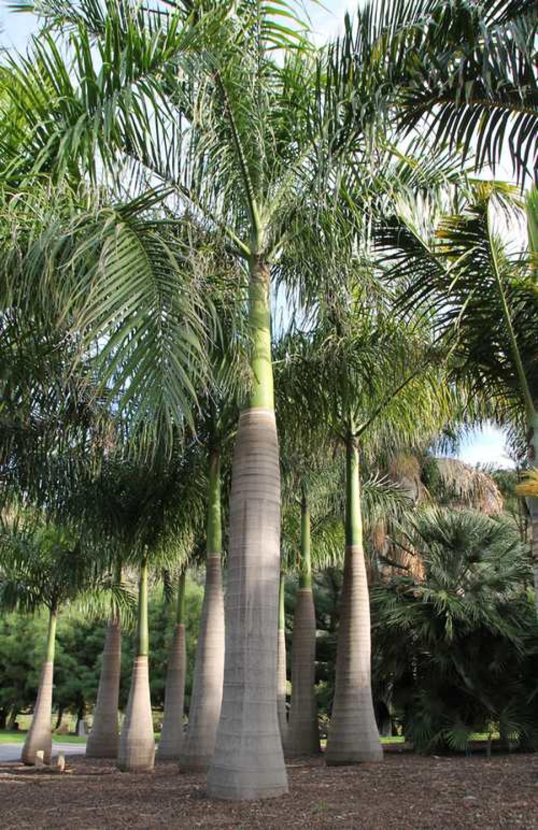 I den botaniske hagen, Gran Canaria