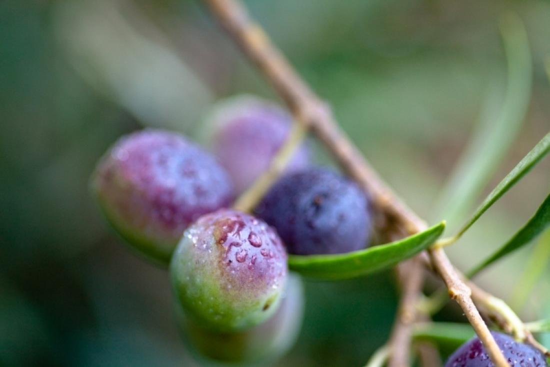 Mange driver med småskala olivendyrking